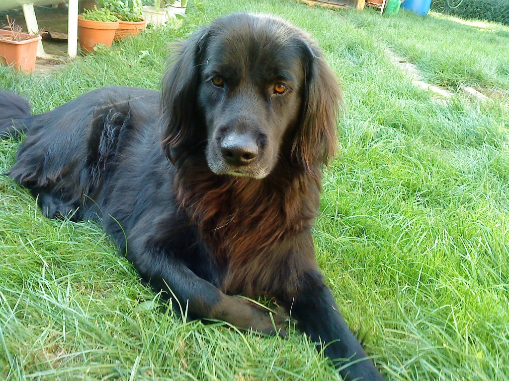 Lieber Golden Retriever/ Berner Sennenmix abzugeben Mischlinge