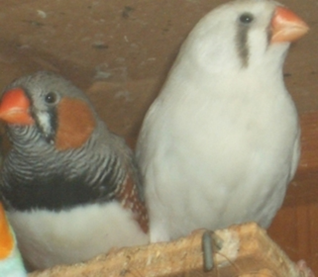 Suche Weisse Zebrafinken Mannchen Und Weibchen Finken