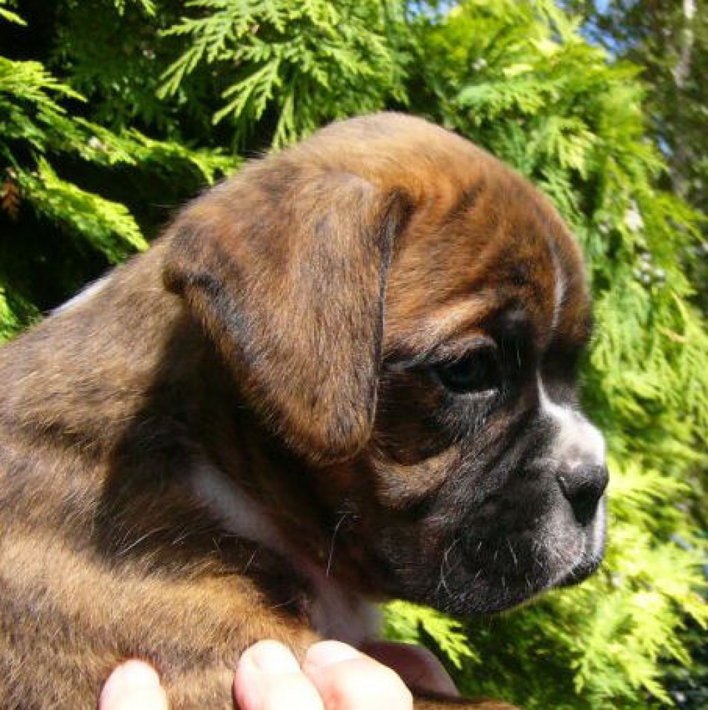 Hunde - Rassehunde - Boxer Tieranzeigen Seite 8