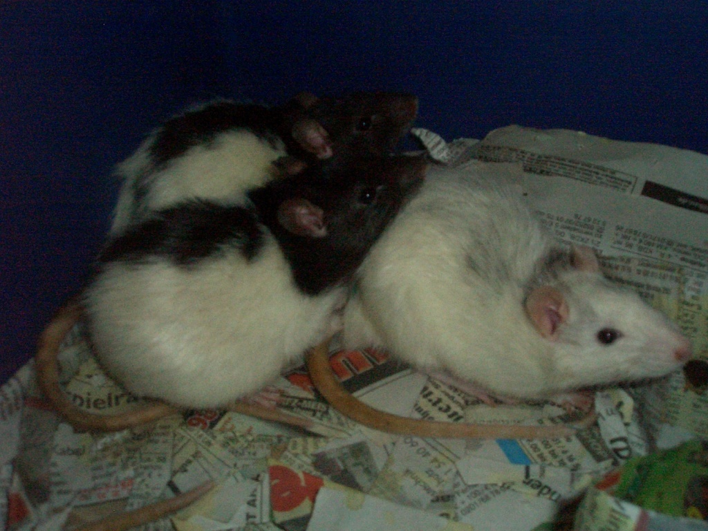 Tieranzeigen Ausgeblichen Kleinanzeigen