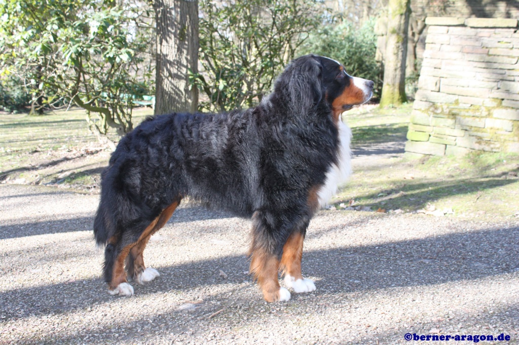 Berner Sennenhund Rüde Sucht Hündin Zum Decken Deckrüde Gesucht