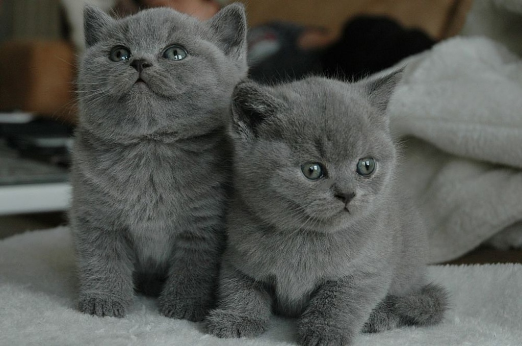 BKH Kitten Whiskas Katzen Babys Black Silver Tabby Classic · British