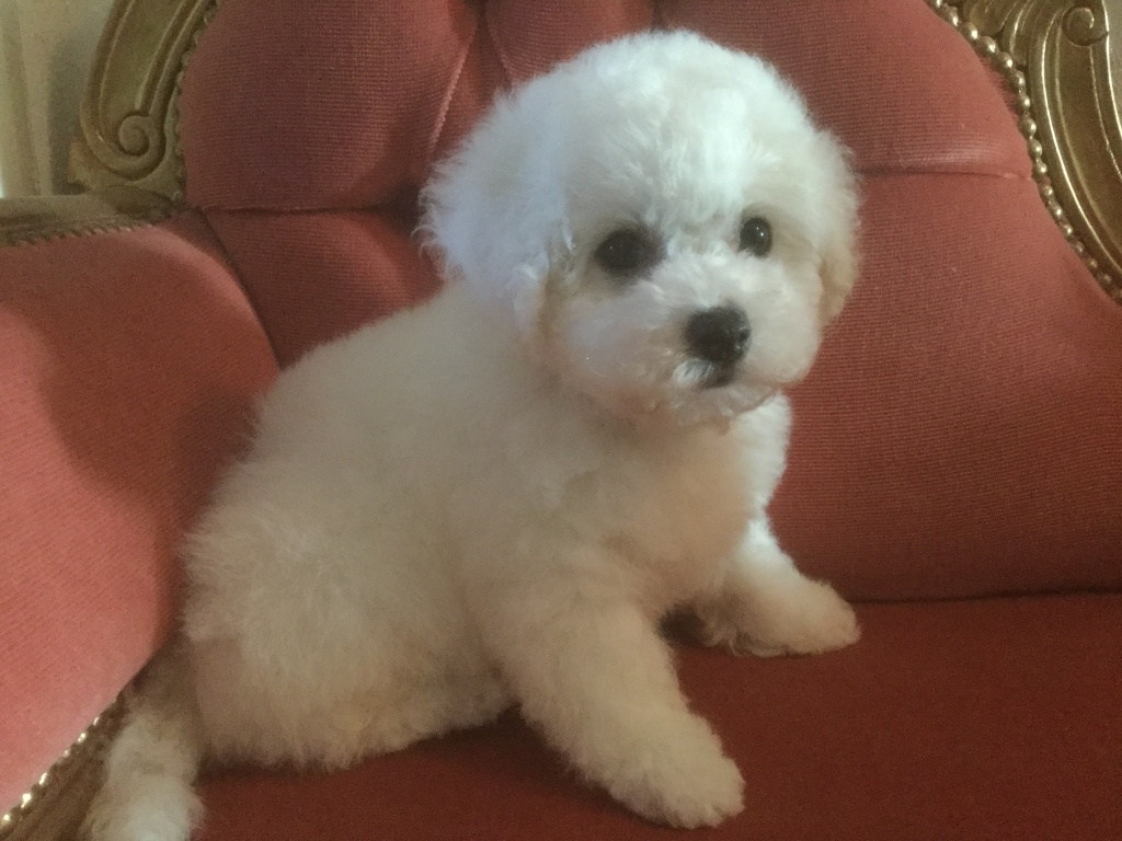 Bichon frise Welpen · Bichon