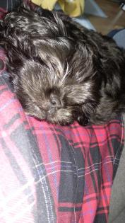 Welpe, weiblich, shihtzu/ Havaneser