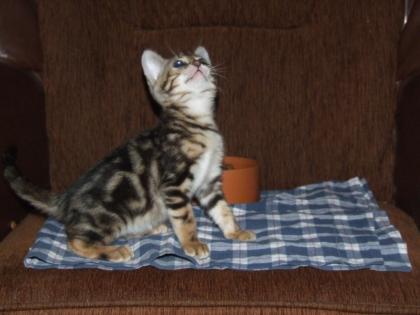 Bengalkitten im KÖNIGSleopardenLOOK - abgabebereit