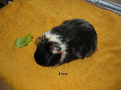 Meerschweinchen suchen ein Zuhause