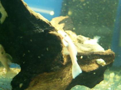 Ancistrus Schleierschwänze Albino