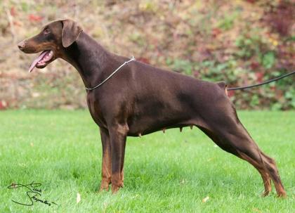 Dobermann, schwarze und braune Welpen mit Ahnentafel FCI