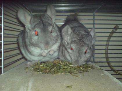 2 süße Chinchillas suchen ein neues Zuhause