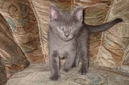 Wunderschöne Siam/Thai /Britischkurzhaa Kitten 8 Wochen alt