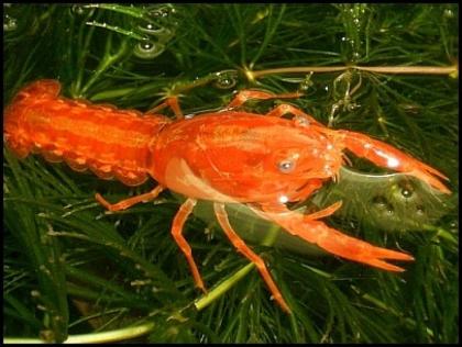 CPO Cambarellus patzcuarensis var. Orange,