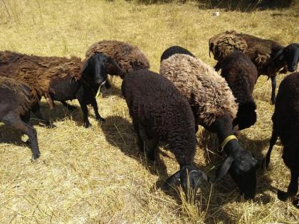 Hissar - Fettsteiß - Schafe Bock Nutztiere