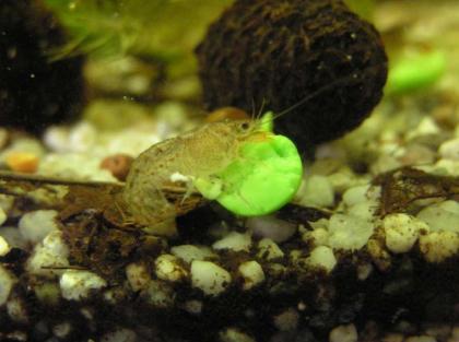 Cambarellus montezumae