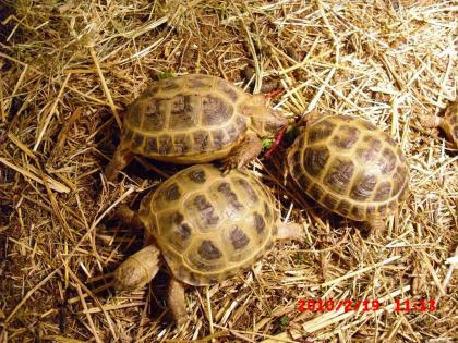 Vierzehenlandschildkröten- unbekannt