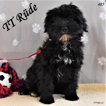 3 Tibet Terrier Welpen suchen sehr guten Platz auf Lebenszeit