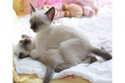 Thaikitten aus bestem Hause-Thai-Thaikatze-Thaikater