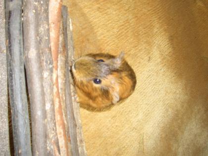 Vergebe kostenlos ein Meerschweinchen