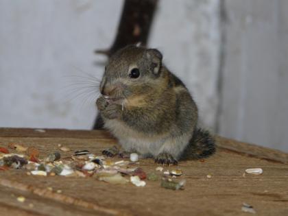 Chinesische Baumhörnchen Tamiops Swinhoei in gute Hände abzugeben