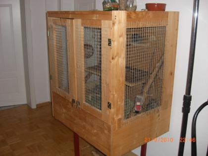 Verschenke 5 DEGUS auch Jungtiere dabei