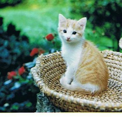 Fideler Kater Rosso sucht neues Revier