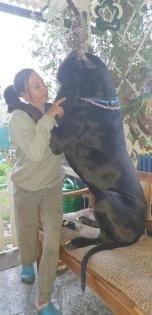 Deutsche dogge