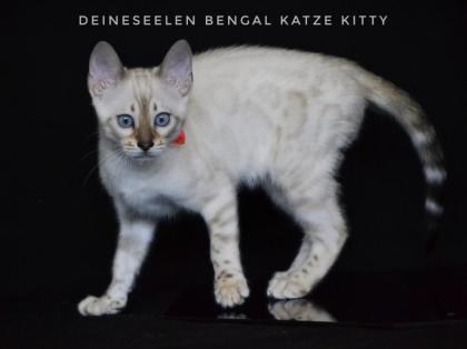Bengal Katze Kitty 13 Wochen alt Abgabebereit