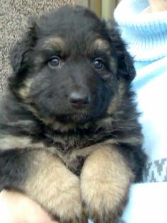 Langhaar Schäferhund welpen