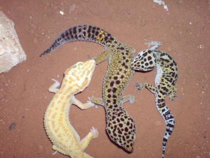 Biete 8 Leopardgeckos verschiedene Farbformen