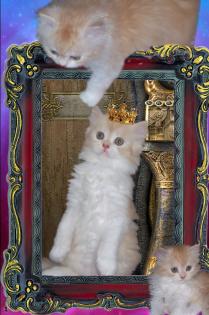 Süßer Perserkaterchen