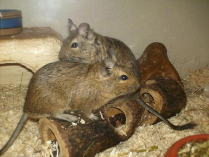 2 junge Degu Männchen 5 Monate mit Käfig abzugeben