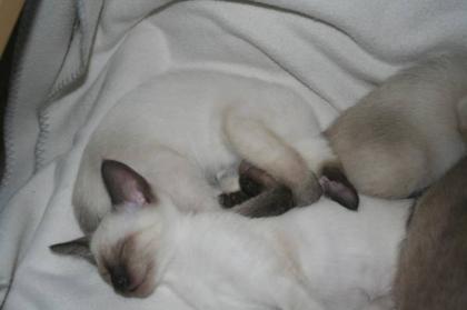 2 Bildhübsche Siam - Thai - Kitten Mädchen ab sofort abzugeben
