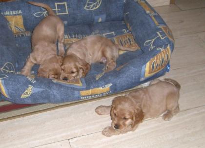 Spanielbabys in gold.