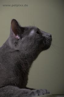 Russisch Blau Deckkater
