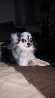Blue Merle Chihuahua Deckrüde mit Papiere aus guter Linie