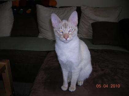 Siam lilac-tabby-point mit gemäßigtem Gesicht
