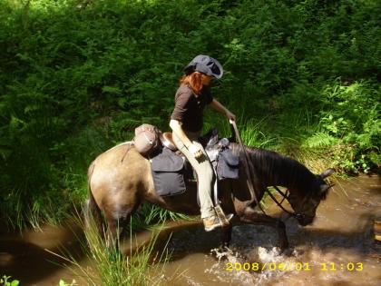Araber-Stute, 5 Jahre, 153 cm,