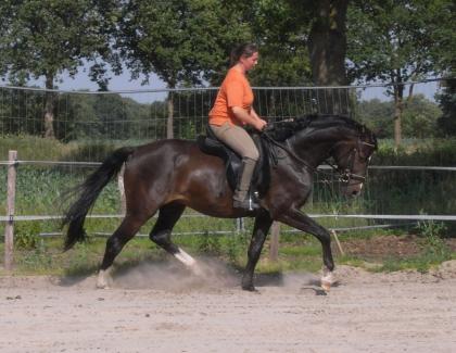 Qualifizierter Beritt ab 300 Euro monatlich von Trainerin B FN Reitsport und Bod