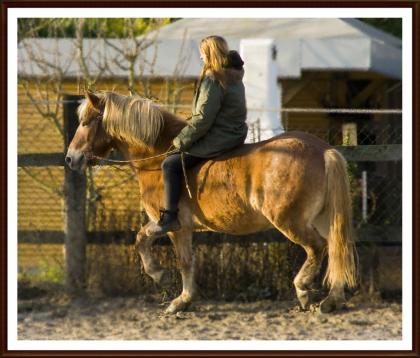 Haflinger sucht DICH