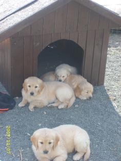 Aufgepasst Eine 7 Wochen alte Golden Retriever Hündin in liebevolle Hände abzu