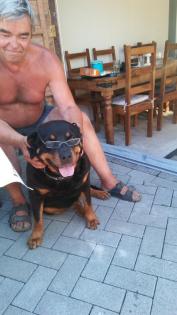Wunderschöne Rottweilerhündin sucht neue Couch