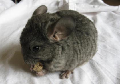 5 Chinchilla Babys in Nürnberg Anzeige vom 02. 05. 07