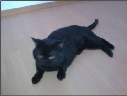 Verschmuste liebe Katze Britisch-Kurzhaar abzugeben