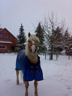Suche für meinen Haflinger beistellpony wallach