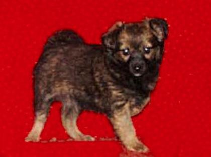 Chihuahua Mix Hündin 9 wo