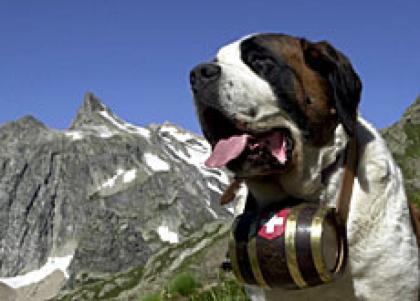 Tiernahrung und Designerartikel für Hunde und Katzen
