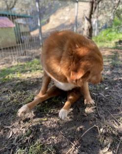 Kanelos unser Notfellchen