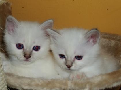 2 süsse Birmchen-Babies suchen zum 22. 02. 2021 liebevollen Dosenöffner