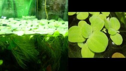 Muschelblume Pistia stratiotes Garnelen