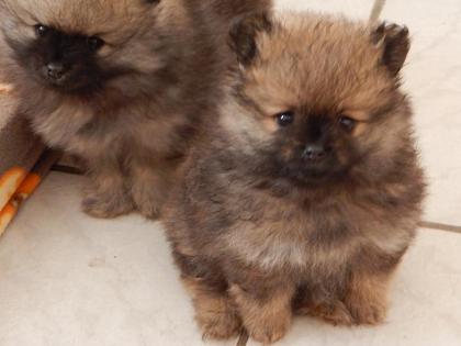 Traumhaft schöner Pomeranianwelpe sucht neuen Wirkungskreis