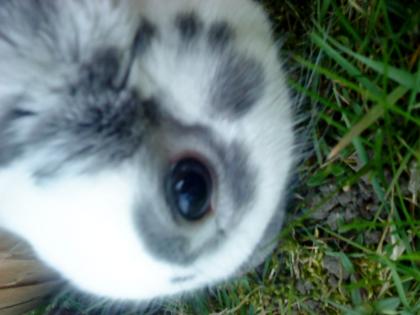 Schnuffel sucht liebevollles zuhause